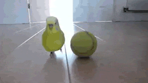 Bird+Vs.+Tennis+Ball