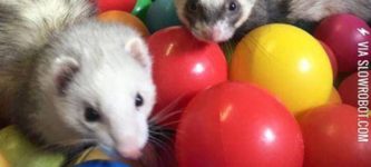 Ferrets+playing+in+the+ball+pit