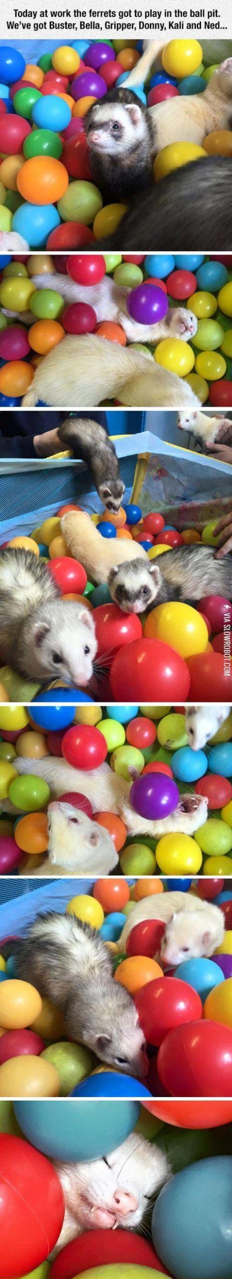 Ferrets+playing+in+the+ball+pit