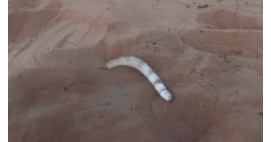 Mysterious+danger+noodle+found+in+desert