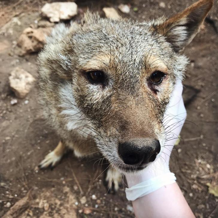 Volunteered+at+a+zoo+and+met+this+good+girl