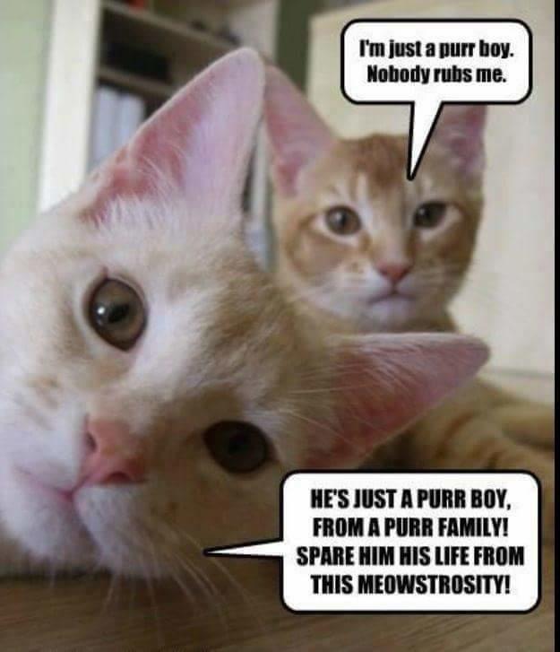 He%26%238217%3Bs+just+a+purr+boy