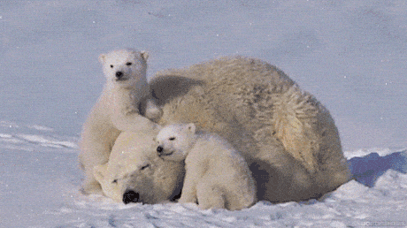 Roly+poly+polar+bears.