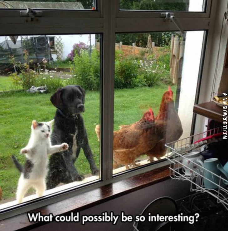 What+could+attract+a+kitten%2C+puppy+and+two+chickens%3F%21