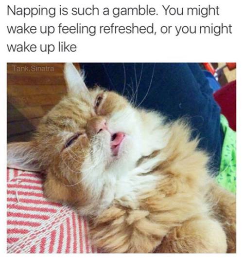Napping+is+such+a+gamble%26%238230%3B