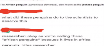 African+penguins