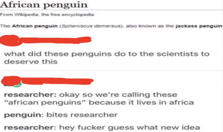 African+penguins