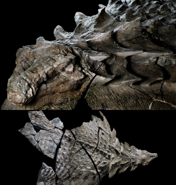 This+amazingly+well+preserved+Dinosaur.