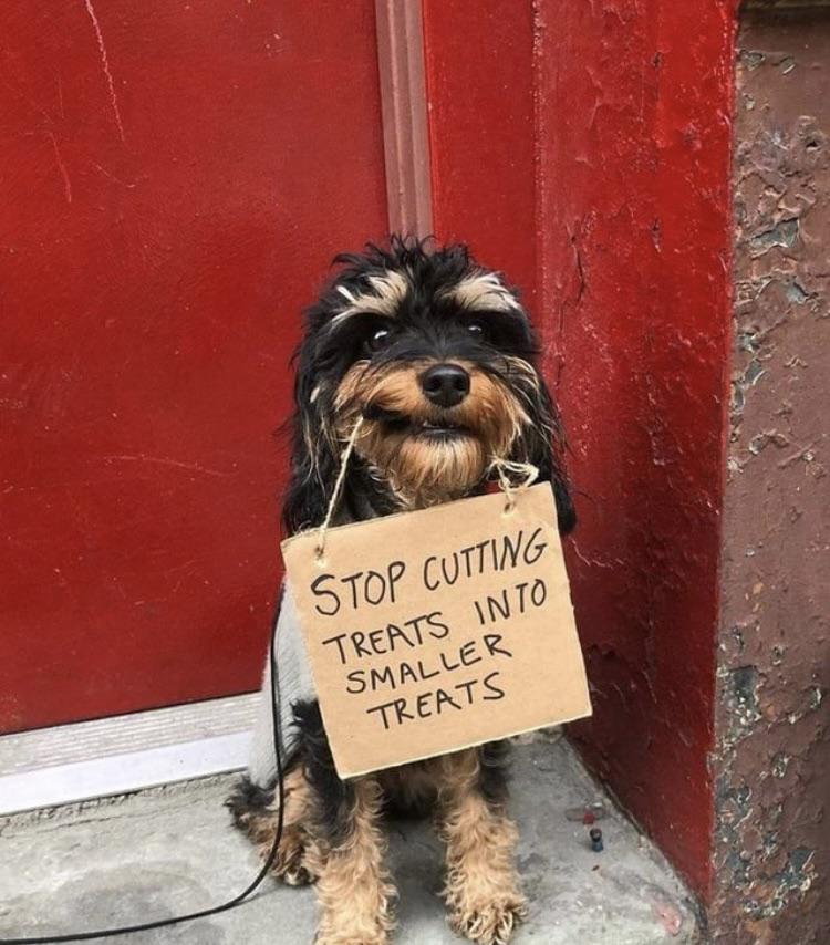 The+Doggo+would+like+a+word.