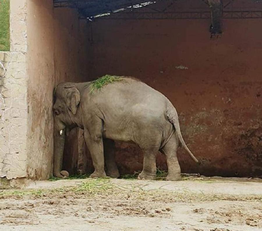 %2Acomplains+about+self+isolation%2A+Imagine+a+whole+lifetime+just+to+entertain.