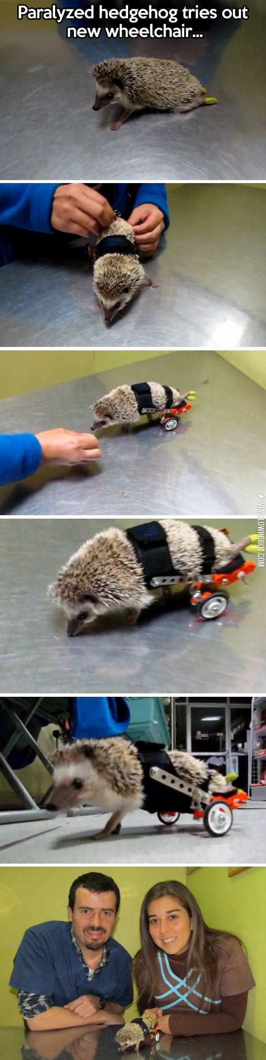 Wheels+for+Hedgie.