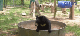 Bat-bear+fighting+an+invisible+enemy+in+a+bath