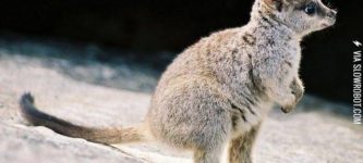 A+baby+wallaby+enjoying+the+beach.