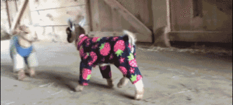 Baby+Goats+In+Pajamas