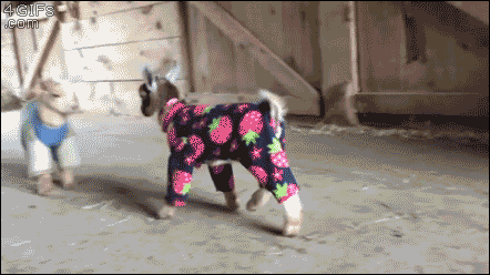 Baby+Goats+In+Pajamas