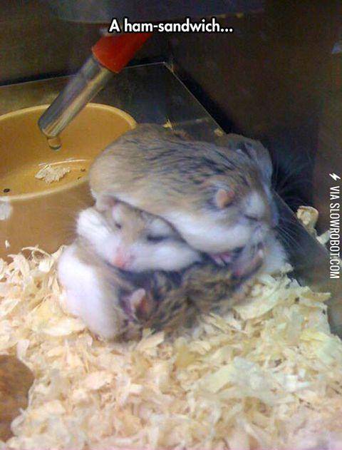 They%26%23039%3Bre+So+Fluffy+And+Adorable