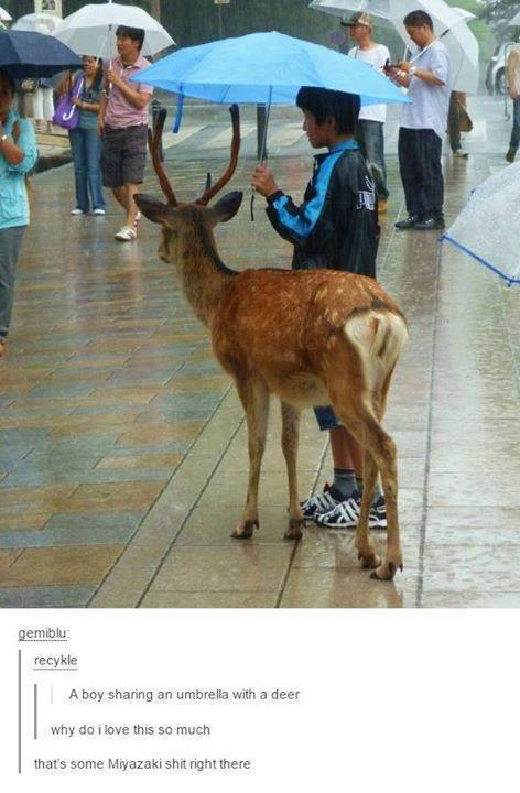 Boy+and+deer+sharing+an+umbrella