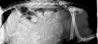 X-Ray+of+a+pregnant+cat