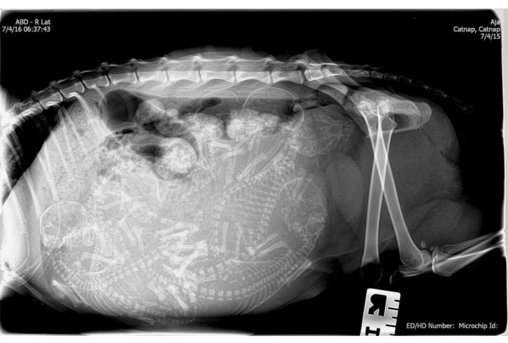 X-Ray+of+a+pregnant+cat
