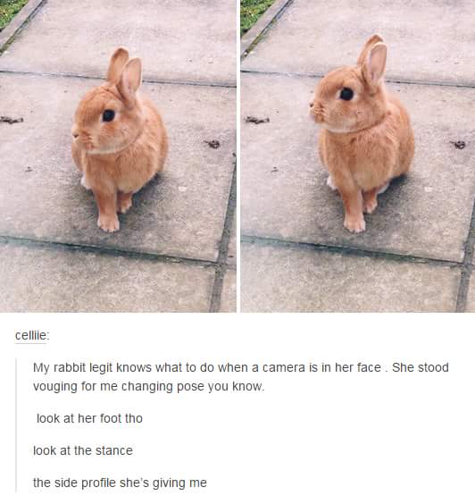 Photogenic+Bunny.