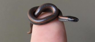 1+day+old+danger+noodle.