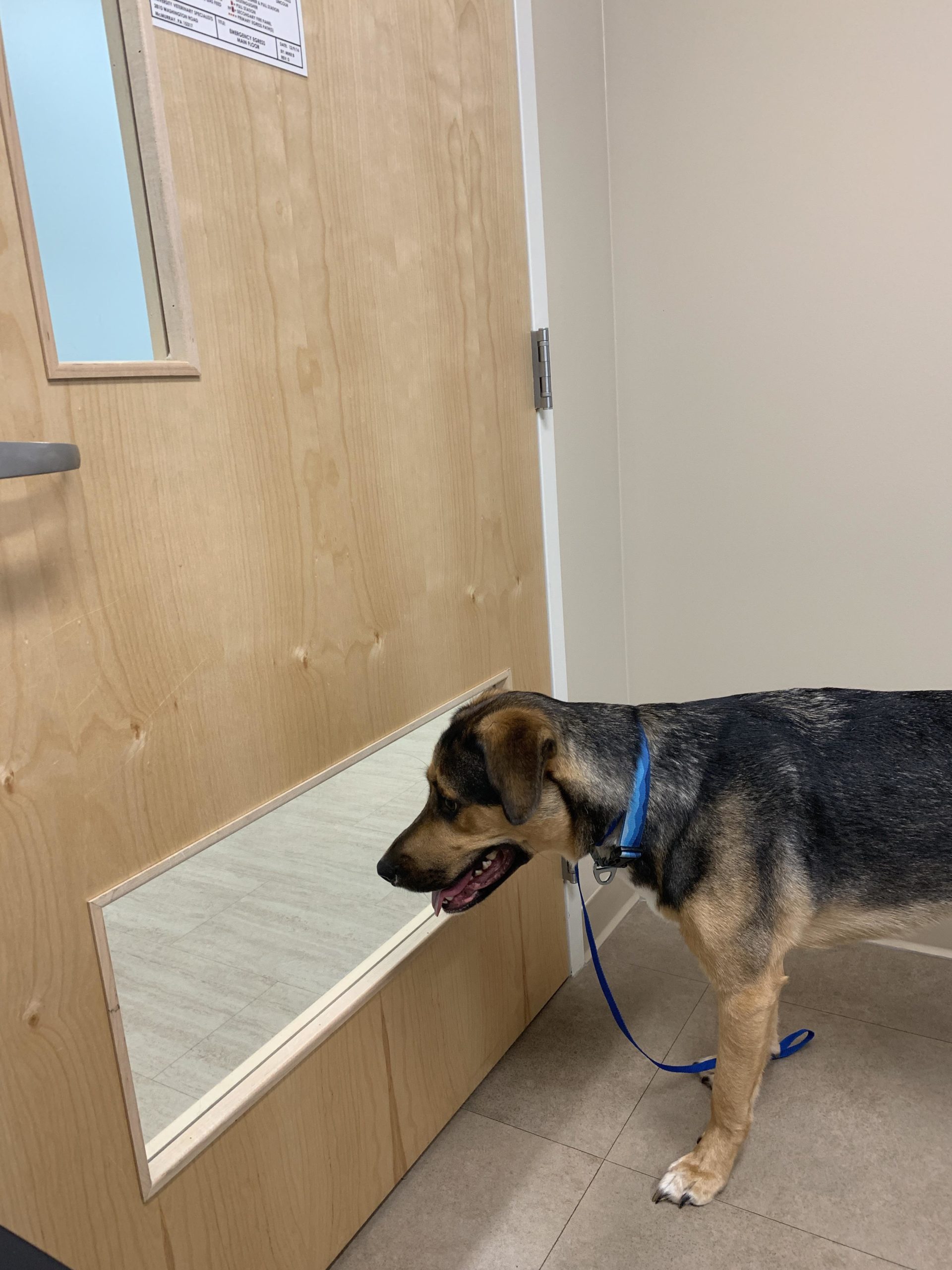 This+vet%26%238217%3Bs+exam+room+door+is+made+with+the+pupper+in+mind.