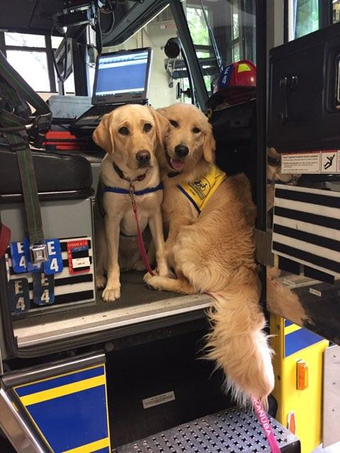 Service+dogs-to-be+visiting+my+husband%26%238217%3Bs+station+so+they+aren%26%238217%3Bt+scared+of+firefighters+in+gear