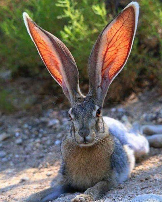 My%2C+what+big+ears+you+have.