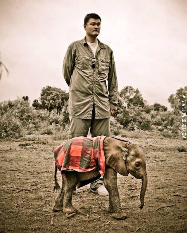Yao+Ming+taking+care+of+an+orphaned+elephant
