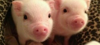 We+need+more+piglets+around+here.