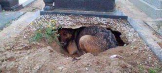Loyal+dog+burrows+into+his+best+friend%26%238217%3Bs+grave.
