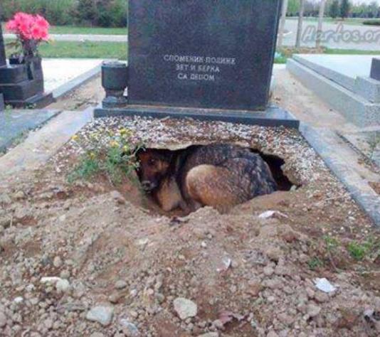 Loyal+dog+burrows+into+his+best+friend%26%238217%3Bs+grave.
