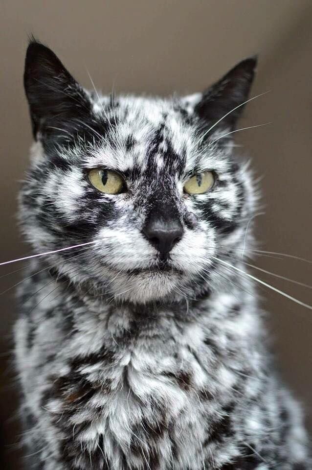Majestic%2C+marbled+cat.