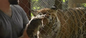 Cat+sees+tigers+has+existential+crisis