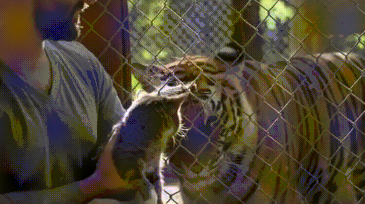 Cat+sees+tigers+has+existential+crisis