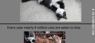 Cat+Facts