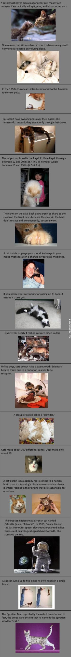 Cat+Facts