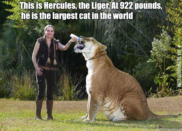 Hercules+the+liger.
