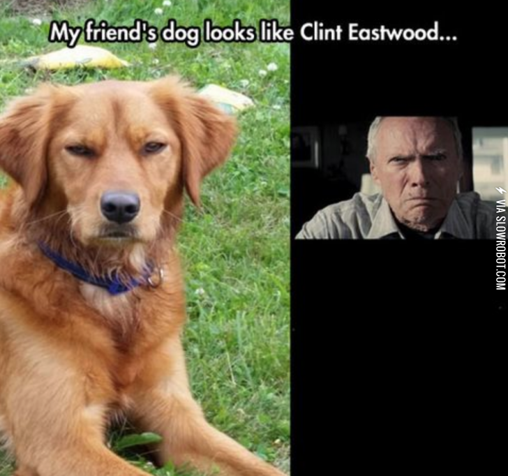 Clint+Eastwood+dog.