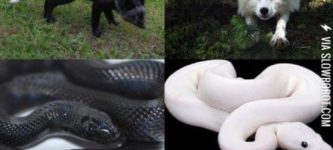 Melanism+vs.+Albinism.