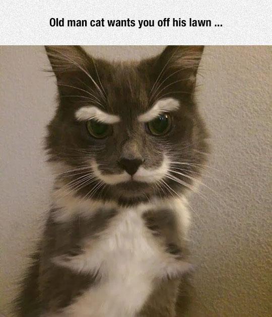 This+Cat+Needs+A+Monocle