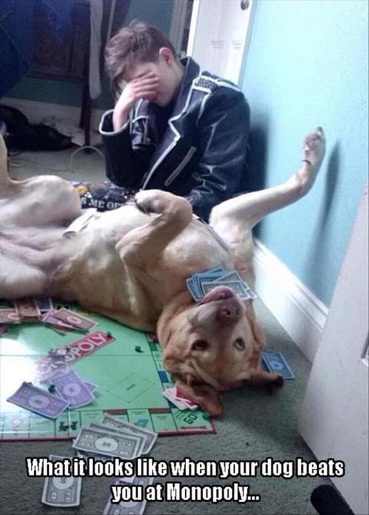 When+your+dog+beats+you+at+Monopoly%26%238230%3B