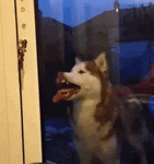 Husky+be+crazy