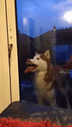 Husky+be+crazy