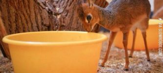 Dikdik