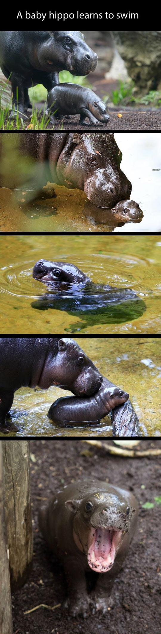 This+Baby+Hippo+Makes+Me+Happy