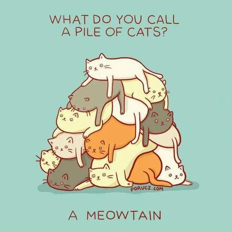 A+meowtain%21