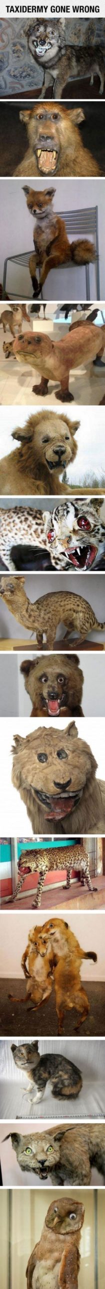 Taxidermy+gone+wrong