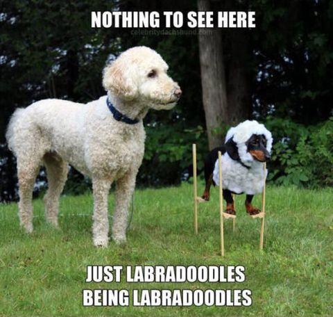 Labradoodles