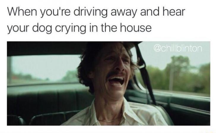 When+you%26%238217%3Bre+driving+away+and+hear+your+dog+crying+in+the+house